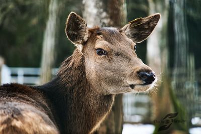 Close-up portrait of deer