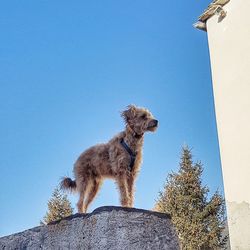 Low angle view of dog standing against clear blue sky