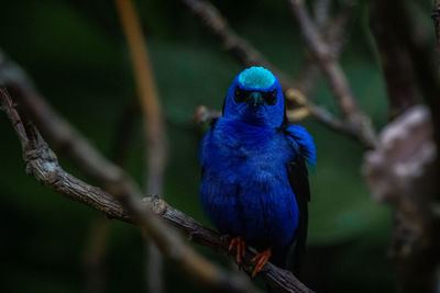 Close-up of blue bird perching on branch