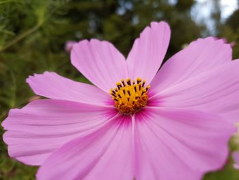 Close-up of pink flower