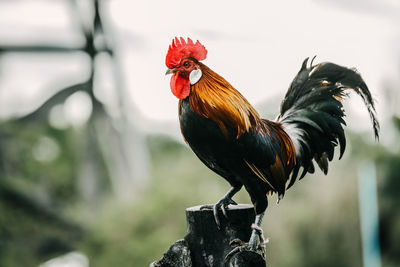 Close-up of rooster