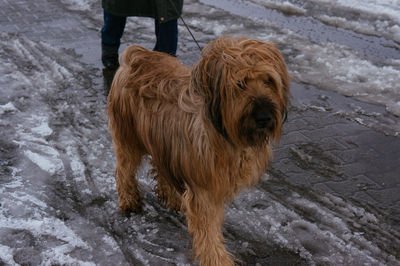 Close-up of dog