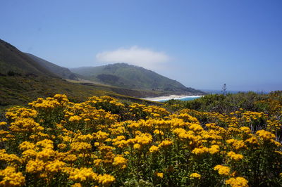 Yellow flowers growing on field against sky