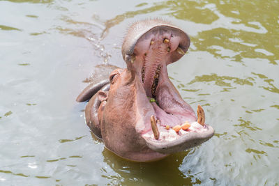 High angle view of turtle in lake