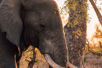 Close-up of elephant in forest