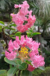 Close-up of pink flowers blooming outdoors