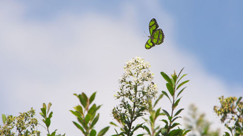 Close-up of butterfly pollinating on flowering plant against sky