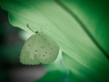 Close-up of butterfly on leaves