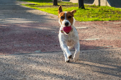 Portrait of dog running on road