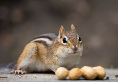 Close-up of squirrel eating food