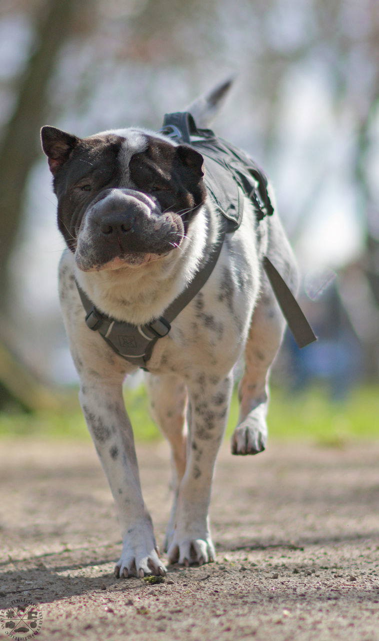 one animal, animal themes, mammal, dog, focus on foreground, no people, domestic animals, full length, day, outdoors, close-up, pets, portrait, nature