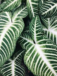 Full frame shot of plant