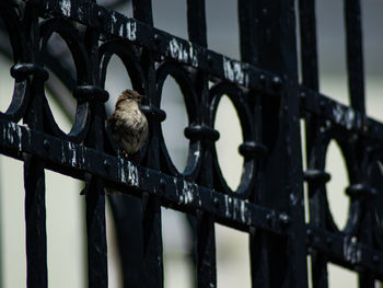 View of birds perching on railing