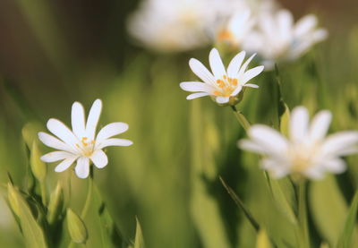 Close-up of white flowering plant