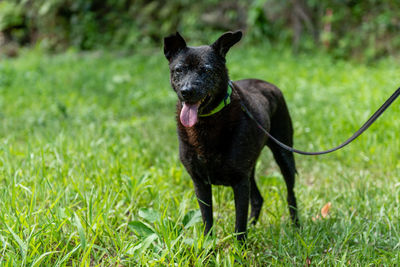 Black dog standing in grass