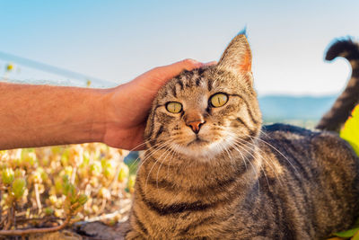 Close-up of a tabby cat