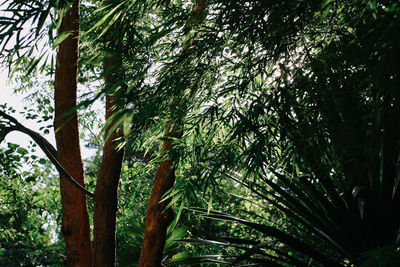 Low angle view of bamboo trees in forest