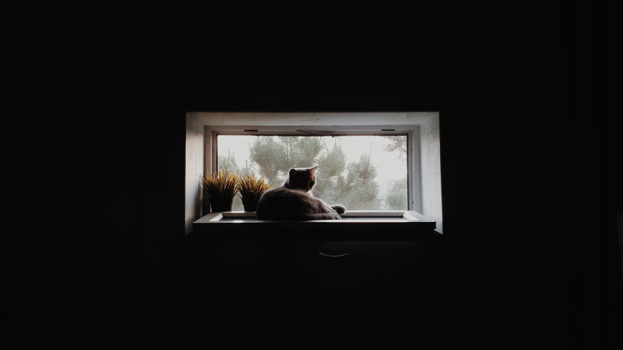 REAR VIEW OF MAN SITTING ON WINDOW