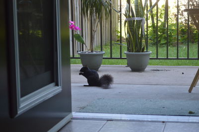 Cat on window sill