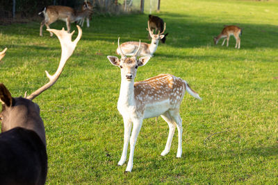 Deer standing in a field