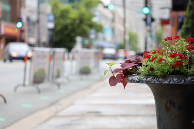 Close-up of red flowering plant on street in city