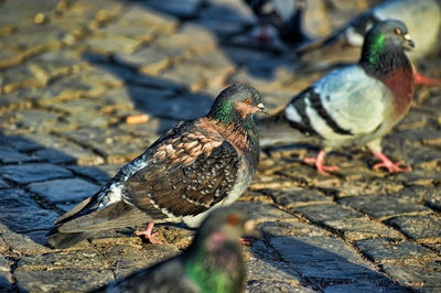 High angle view of bird perching
