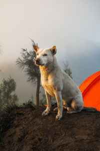 Dog looking away while sitting on field