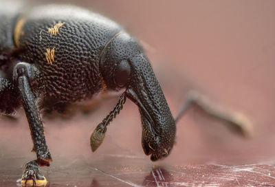 Close-up of insect