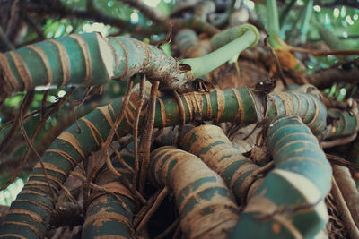 Close-up of rusty pipe