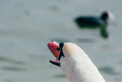 Close-up of swan