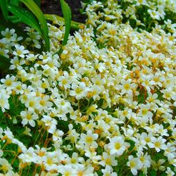 Close-up of fresh yellow flowers blooming in park