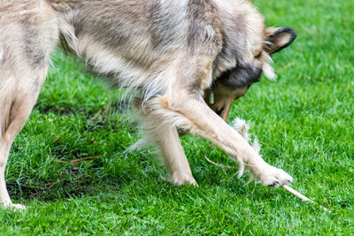 Close-up of dog on field