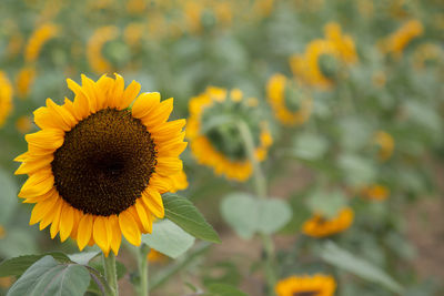 Close-up of sunflower