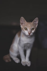 Portrait of cat sitting against black background