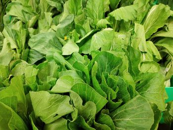 Full frame shot of green leaves