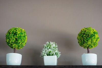 Close-up of potted plant on table against wall