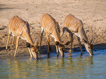Flock of nyala antelopes drinking water at national park, south africa