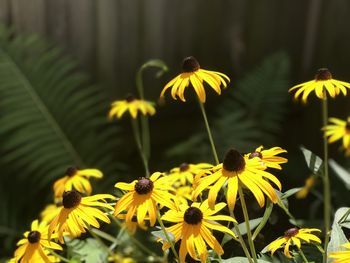 Close-up of yellow daisy flowers