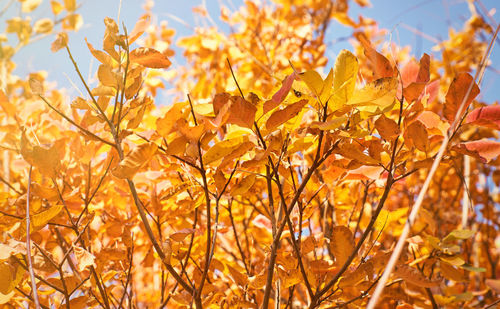 Low angle view of yellow maple leaves against sky
