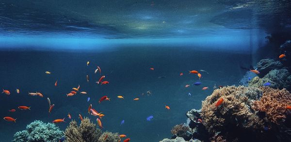 View of fish swimming in sea