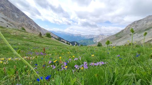 Scenic view of flowering plants on field against sky