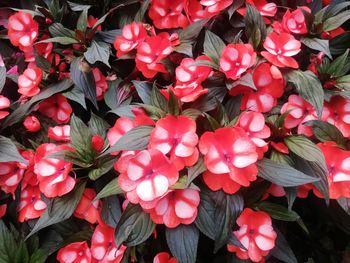 High angle view of red flowering plants