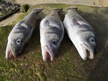 High angle view of fish