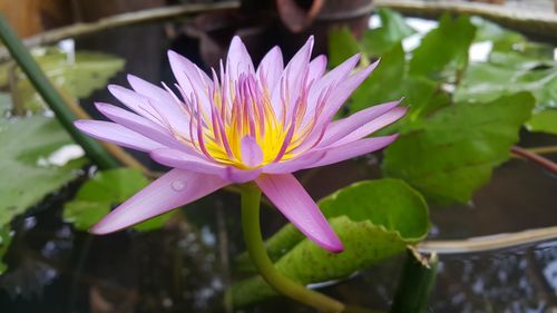 Close-up of water lily in pond