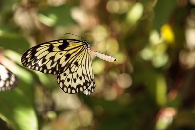 Close-up of butterfly pollinating flower