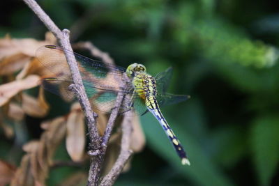 Close-up of dragonfly on plant