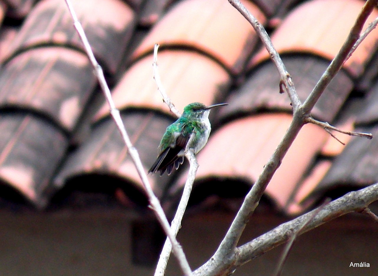 CLOSE-UP OF INSECT PERCHING ON BRANCH