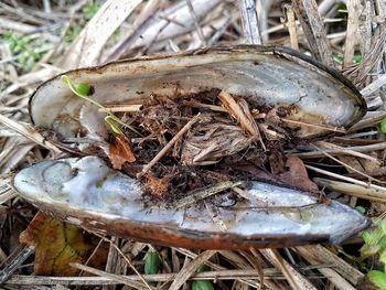High angle view of snake