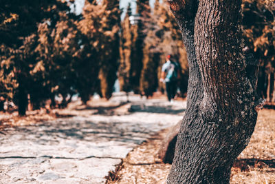 Man on tree trunk in park