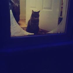 Cat sitting in a window